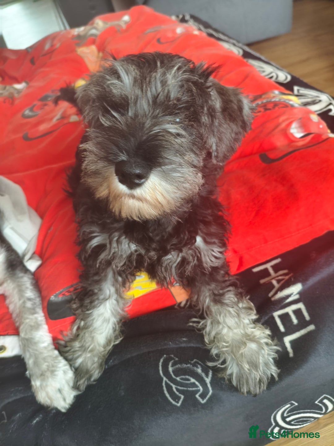 Miniature Schnauzer dogs for sale: Last girl left KC register - Image 1
