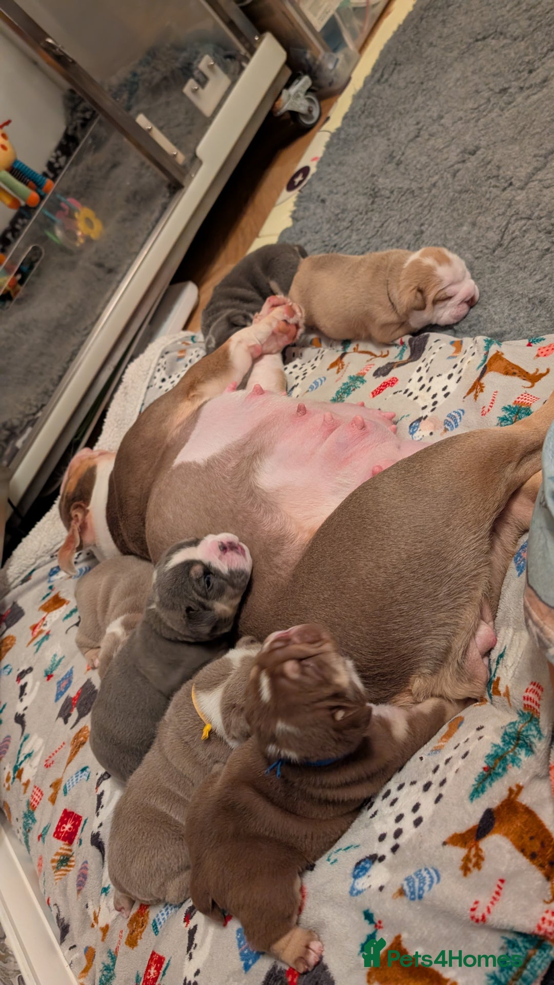 English Bulldog dogs for sale: Kc reg english bulldog puppy female  - Advert 1