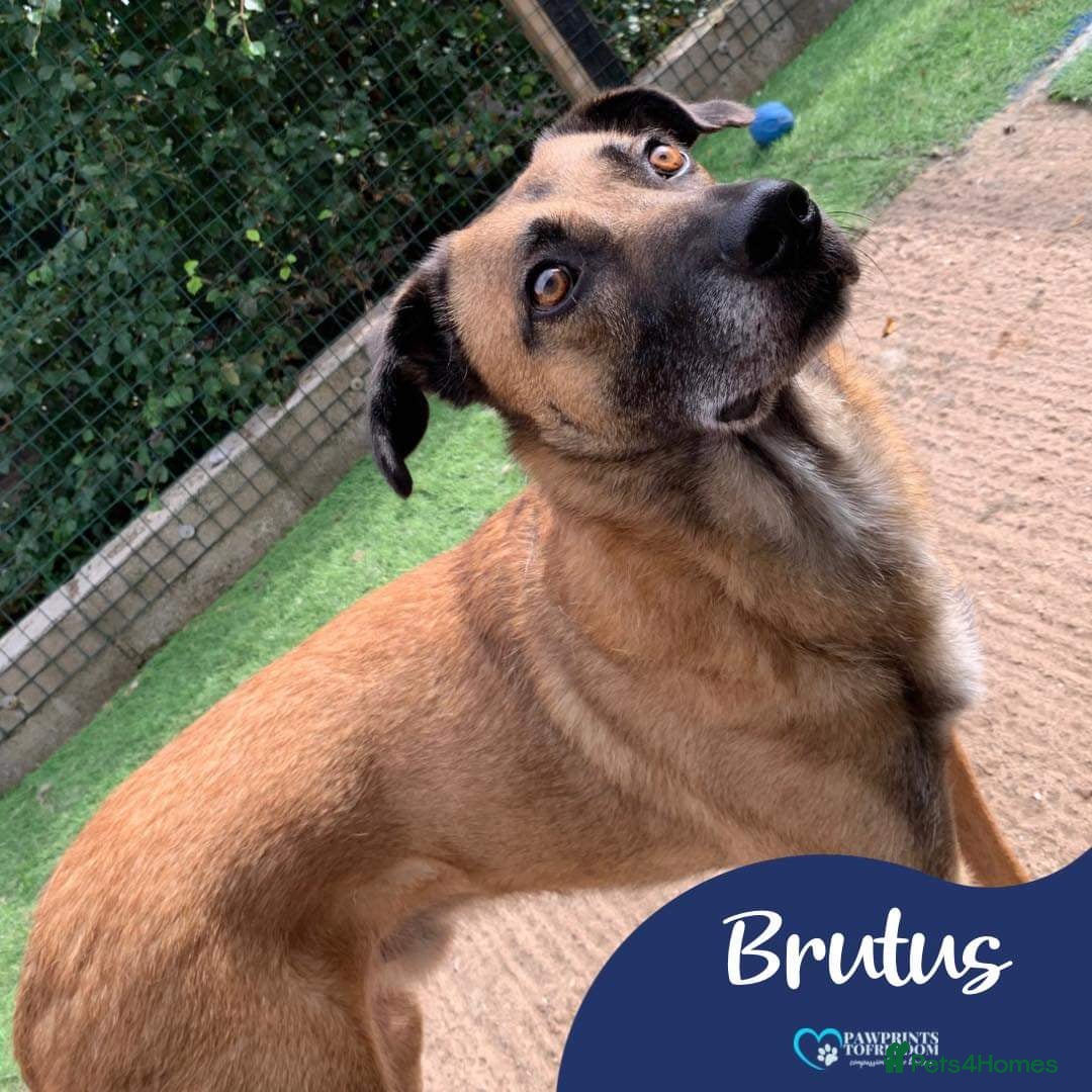 Mixed Breed dogs Meet Brutus, currently residing in Cheshire  in Nantwich - Advert 8