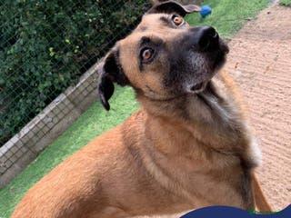 Mixed Breed dogs Meet Brutus, currently residing in Cheshire in Nantwich - Advert 7