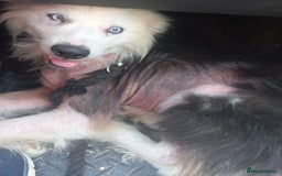 Mixed Breed dogs for adoption: BLUE3 - a lovely boy for a Loving Home - Image 11