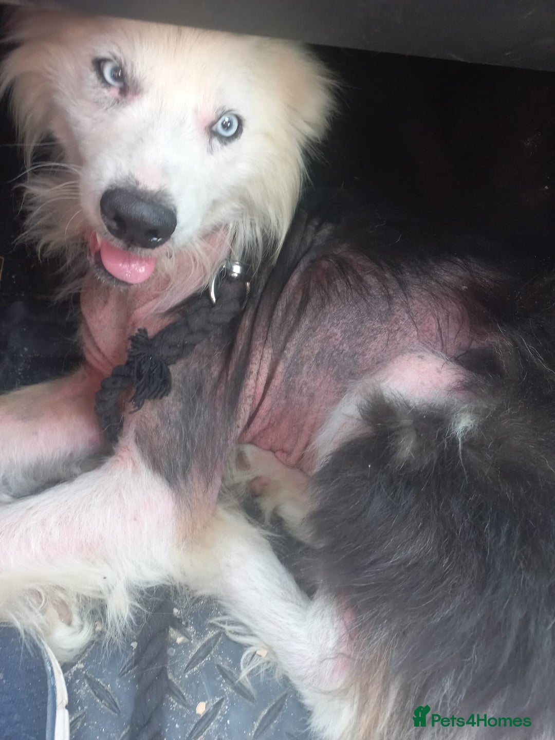 Mixed Breed dogs for adoption: BLUE3 - a lovely boy for a Loving Home - Image 11