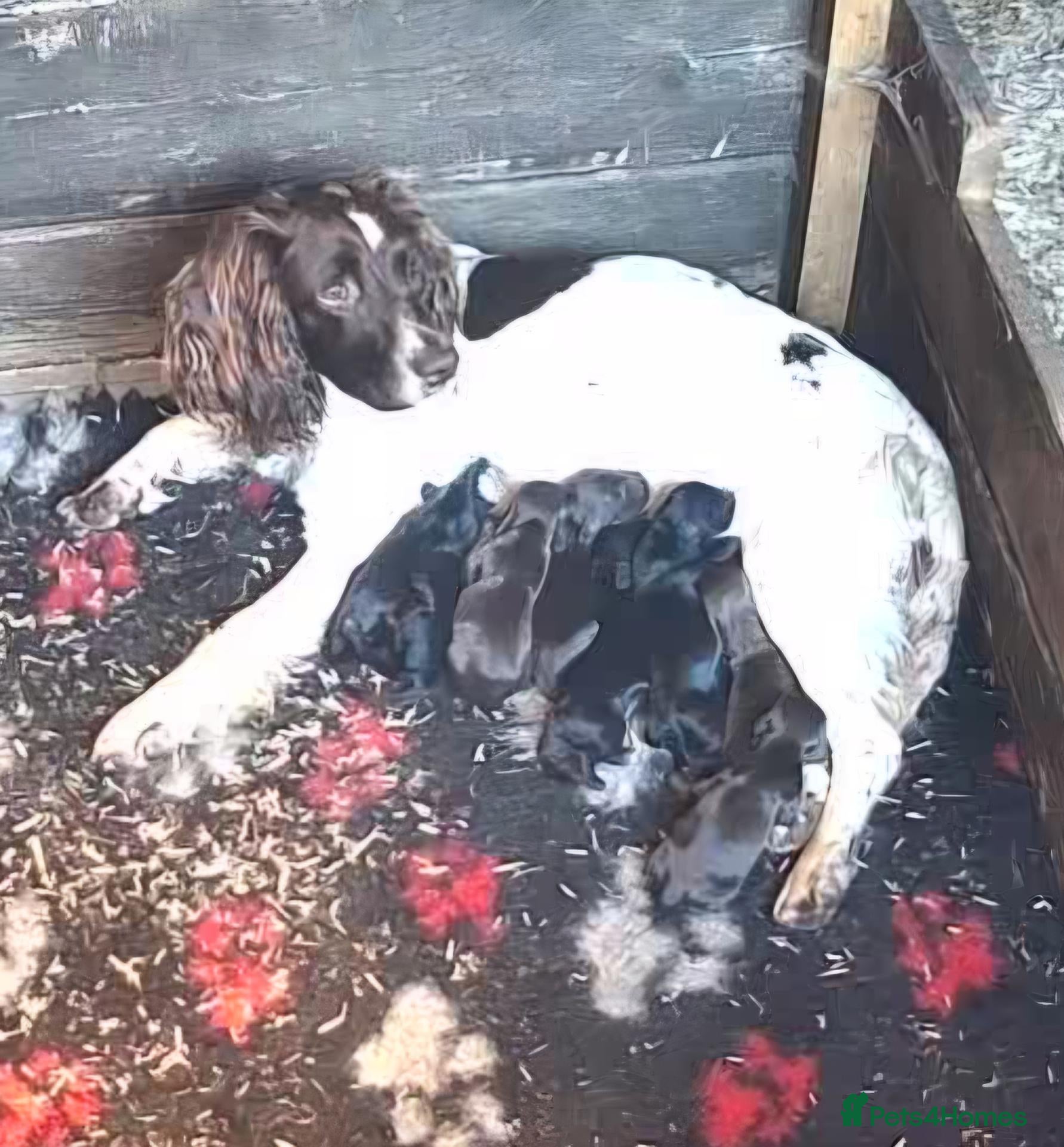 Sprocker dogs Beautiful litter of spocker pups for sale - Advert 1
