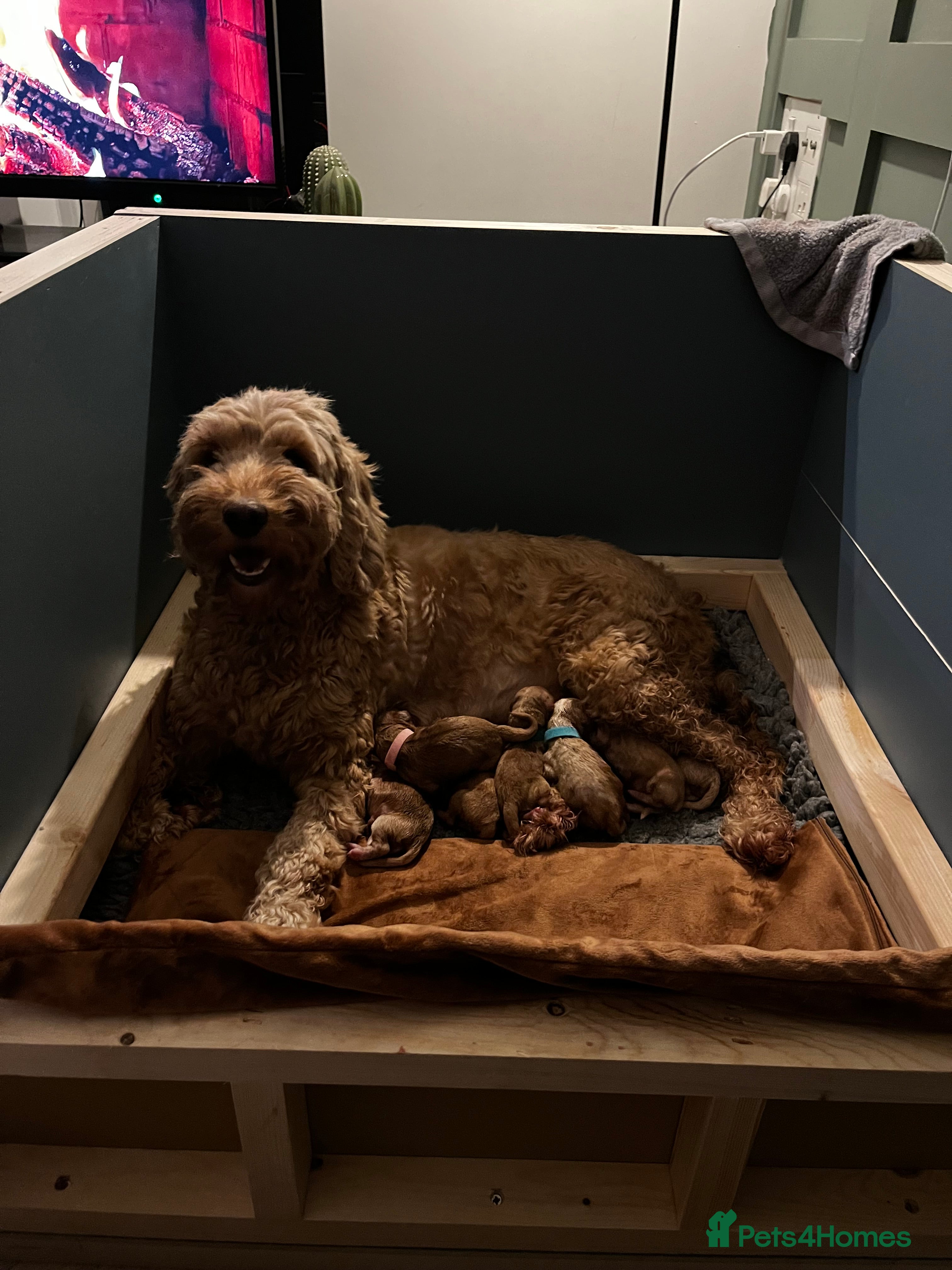 Australian Labradoodle dogs Quality Multigen Australian Labradoodle Puppies  - Advert 3