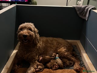 Australian Labradoodle dogs Quality Multigen Australian Labradoodle Puppies - Advert 3