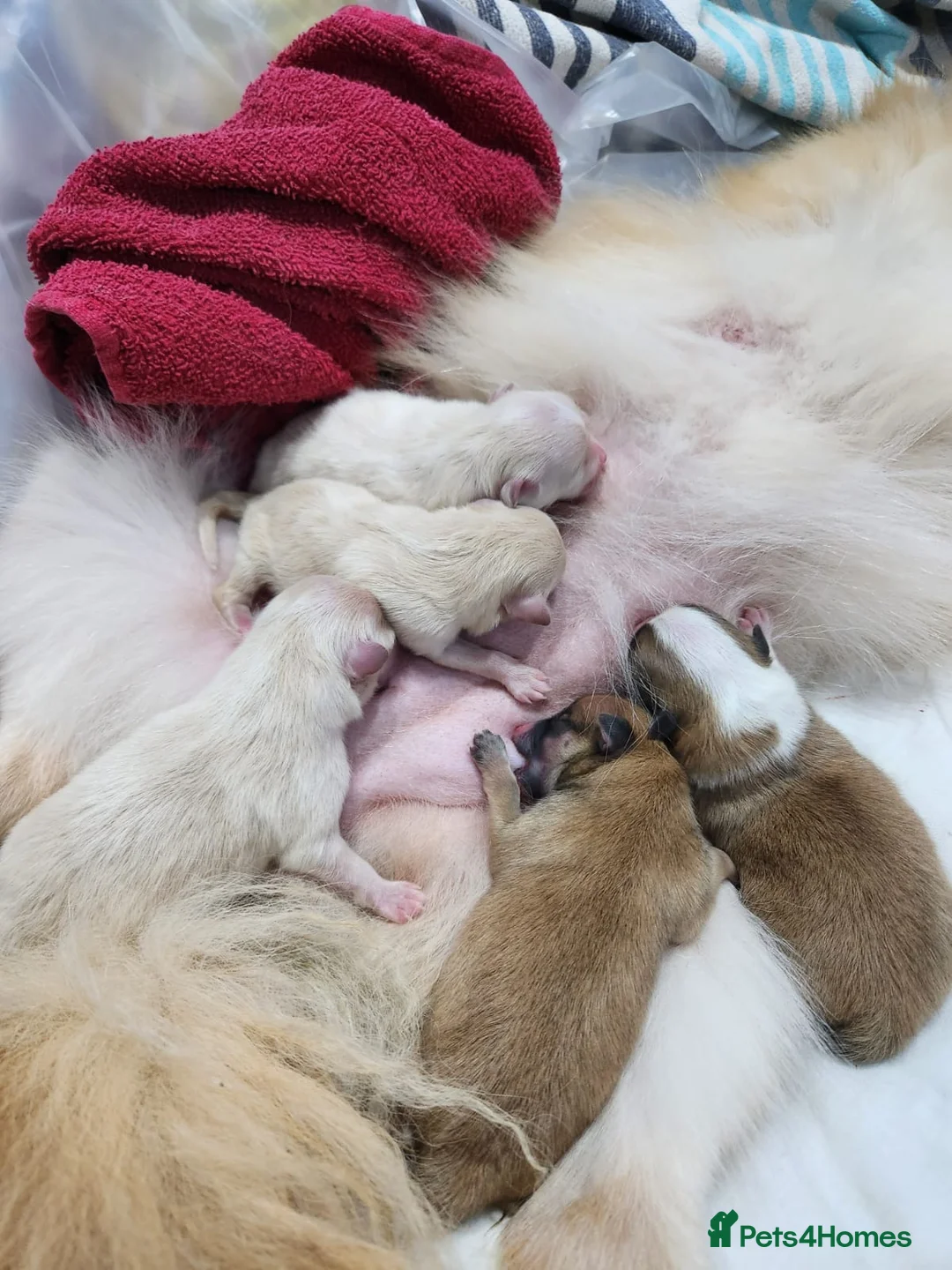 Pomeranian dogs for stud: White russian line kc reg pom  in Bedford - Advert 12