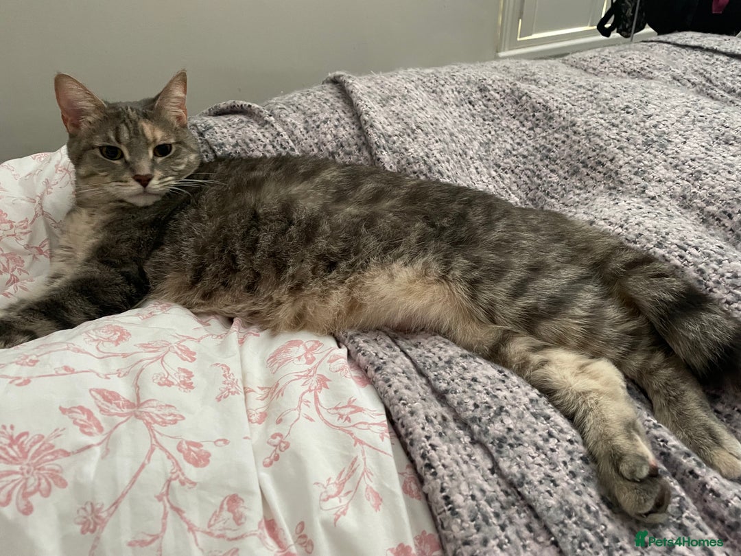 Mixed Breed cats for sale: Adorable female cats Looking for a Forever Home ! - Advert 25