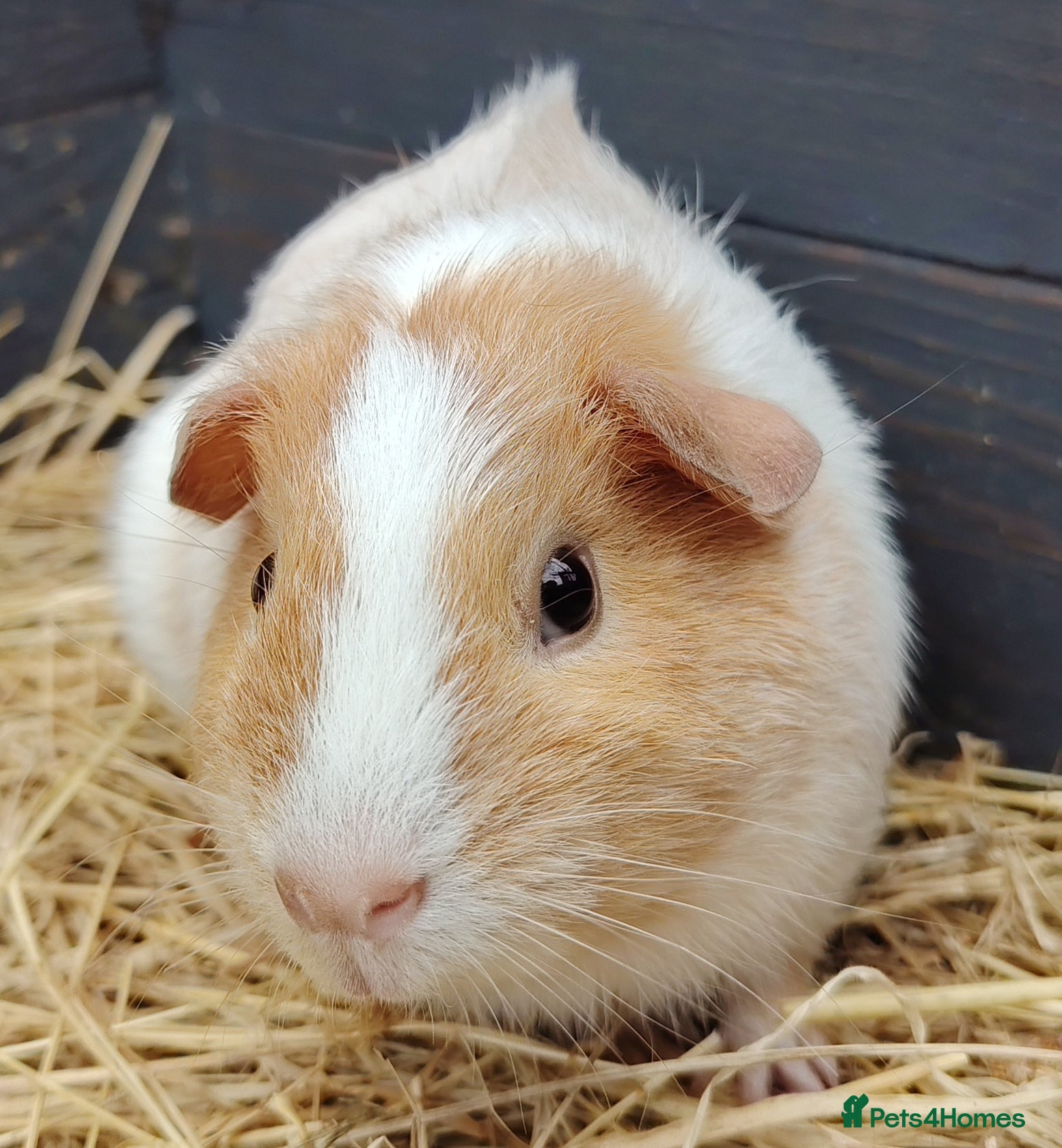 Guinea Pig rodents Beautiful baby Guinea Pigs available - Advert 11