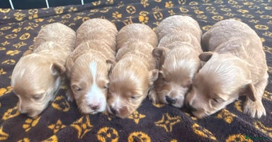 Maltipoo dogs - Advert 12
