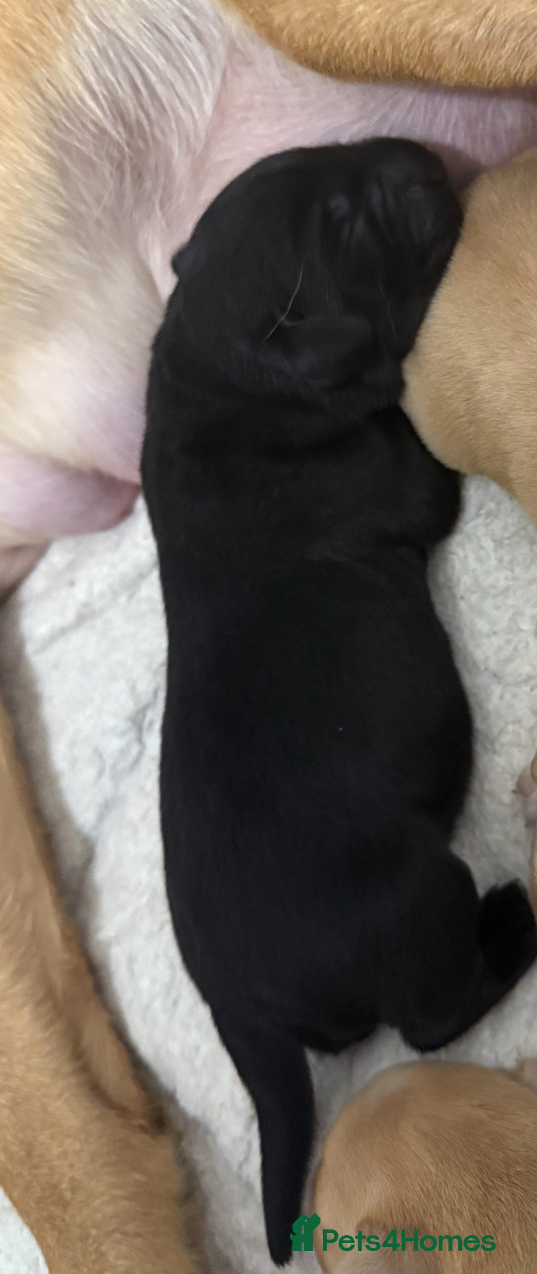 Labrador Retriever dogs for sale: Beautiful litter of labradors - Advert 10