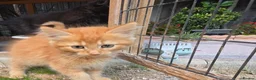 Persian cats for sale: Lovely half persian kitten - Advert 39