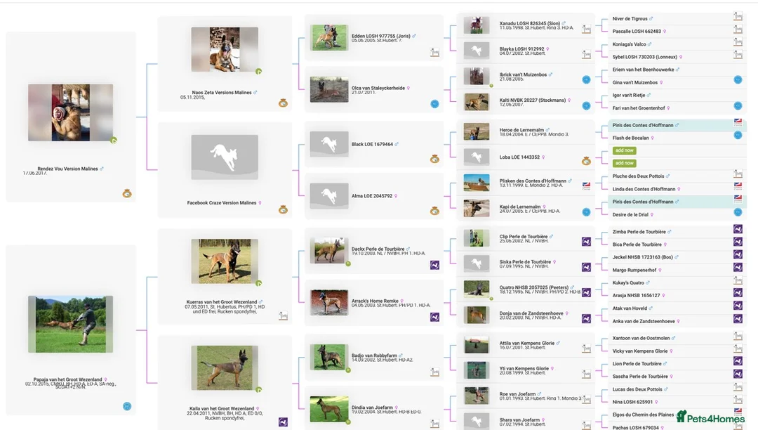 Belgian Shepherd Dog dogs for sale: Belgian Malinoi Female for Sale - Advert 4