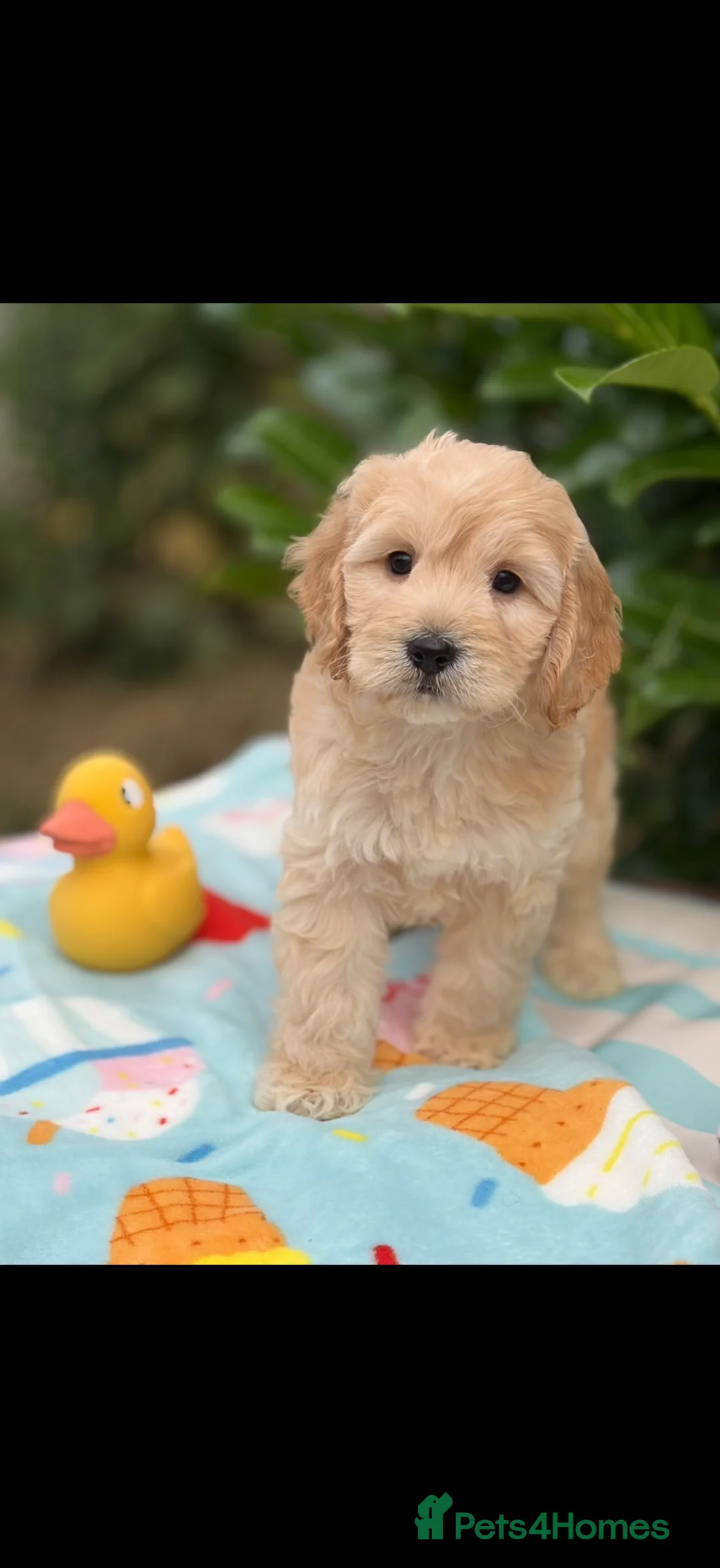 Cockapoo dogs for sale: 🌸 READY NOW SHOW QUALITY TOY F1 COCKERPOOS 🌸 - Advert 1