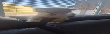 Ragdoll 1