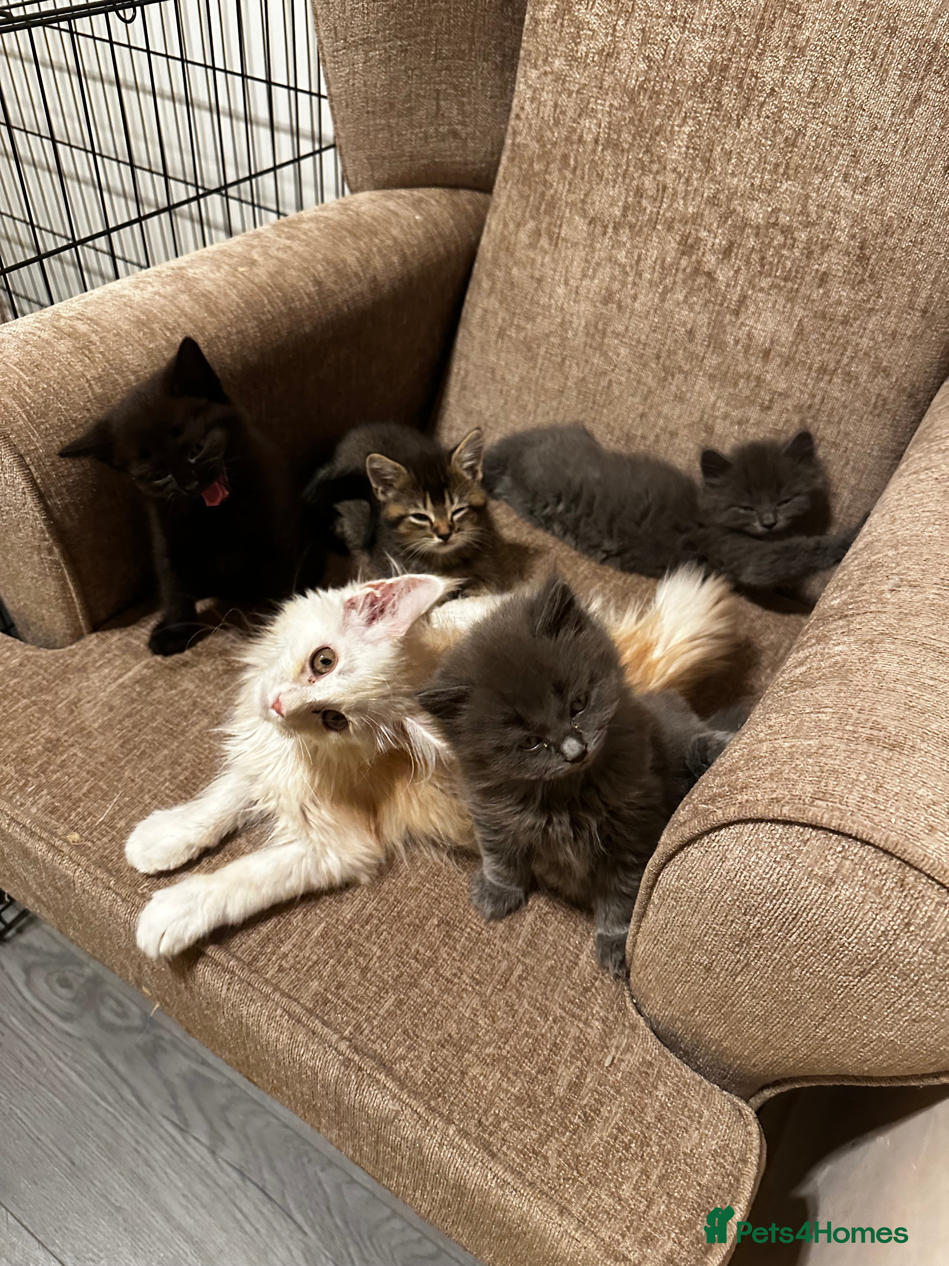 Maine Coon cats Smoky Maincoon female kitten  - Advert 2