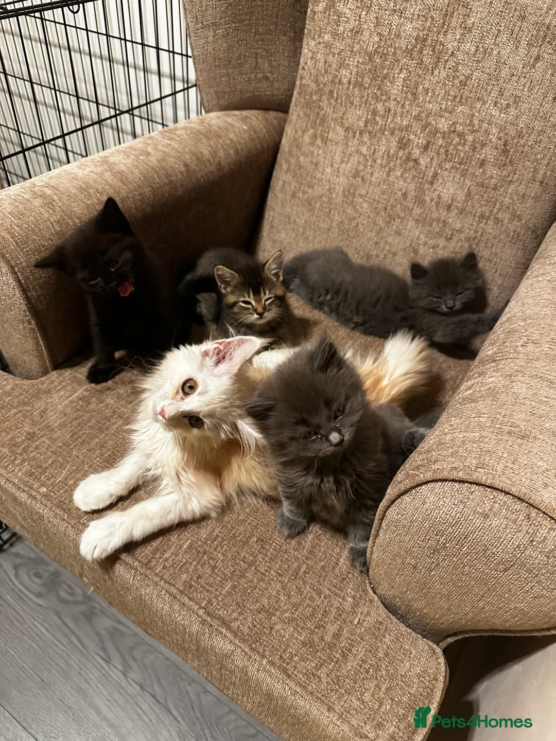 Maine Coon cats for sale: Smoky Maincoon female kitten  - Advert 2
