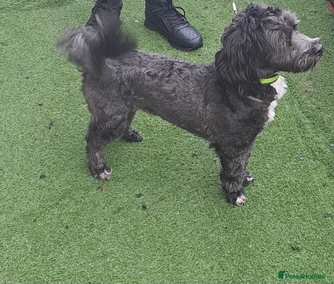 Lhasapoo dogs for sale: Beautiful lhasapoo boy  - Advert 2