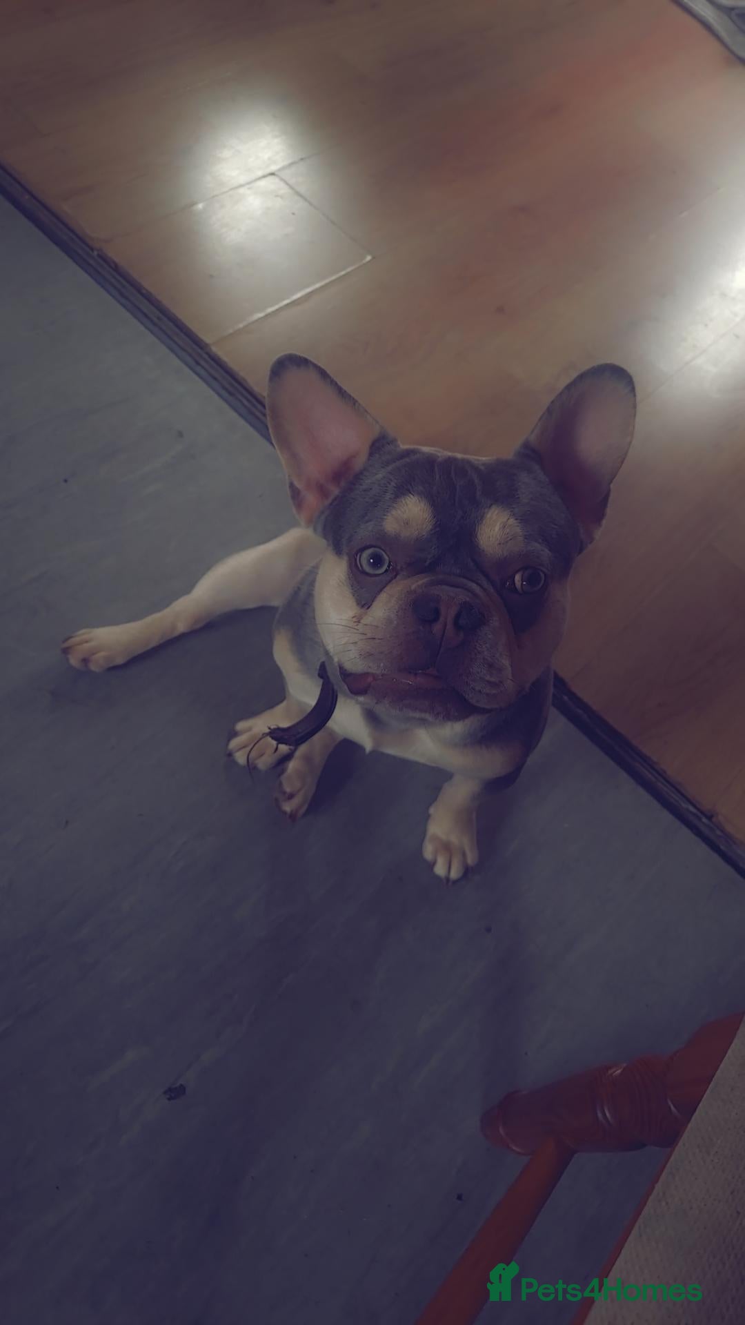 French Bulldog dogs French bulldog (blue trio) - Advert 2
