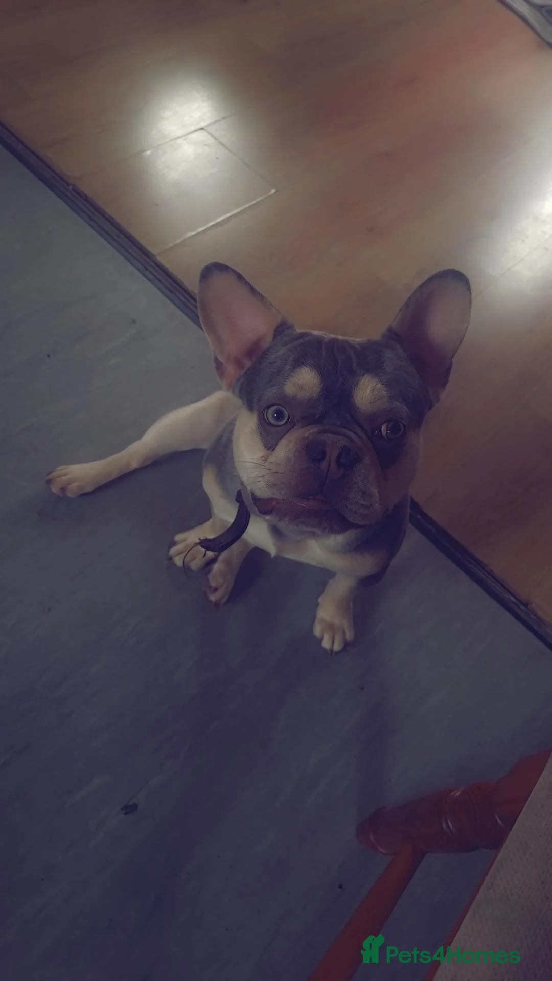 French Bulldog dogs for sale: French bulldog (blue trio) in Wisbech - Advert 1