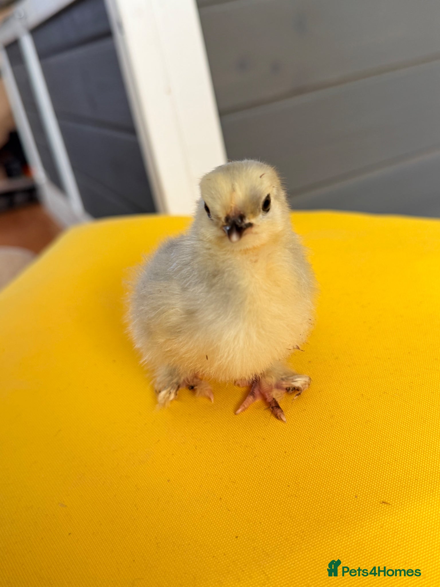 Chickens poultry Lavender pekin chicks  - Advert 2