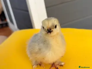 Chickens poultry Lavender pekin chicks - Advert 2