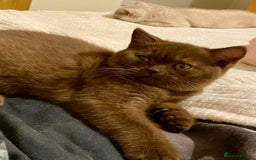 British Shorthair cats for sale: Champion line kittens  - Advert 10