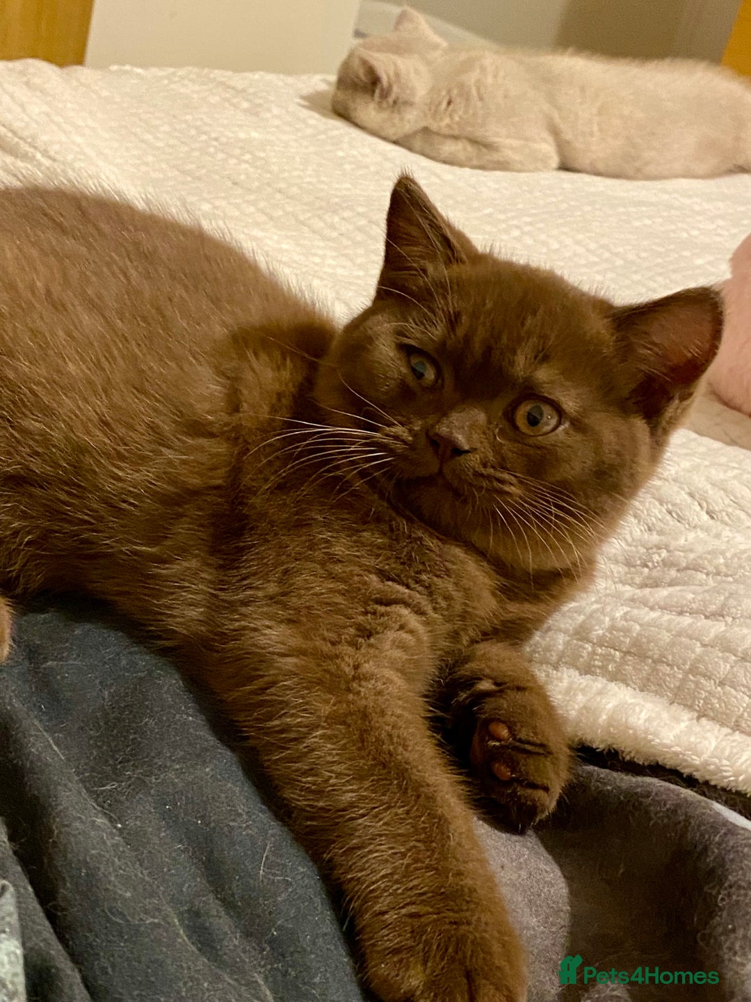 British Shorthair cats for sale: Champion line kittens  - Advert 10