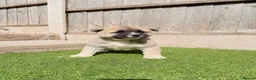 Akita dogs for sale: American Akita puppy’s for sale - Advert 17