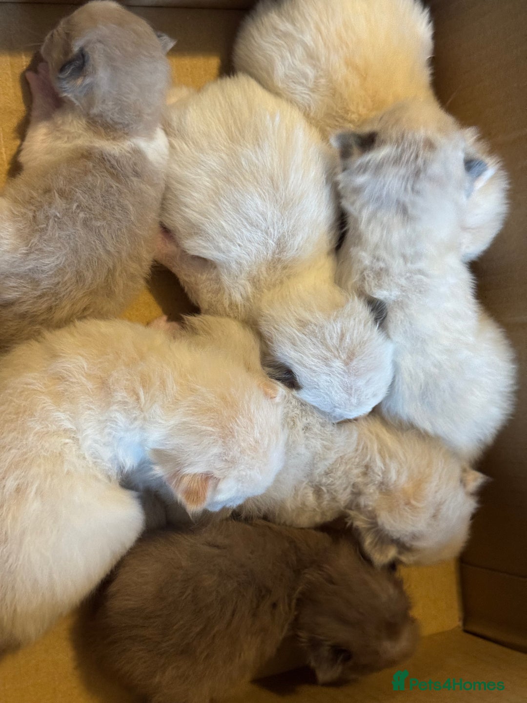 Ragdoll cats for sale: Tortie flame mink sepia tica  - Image 13