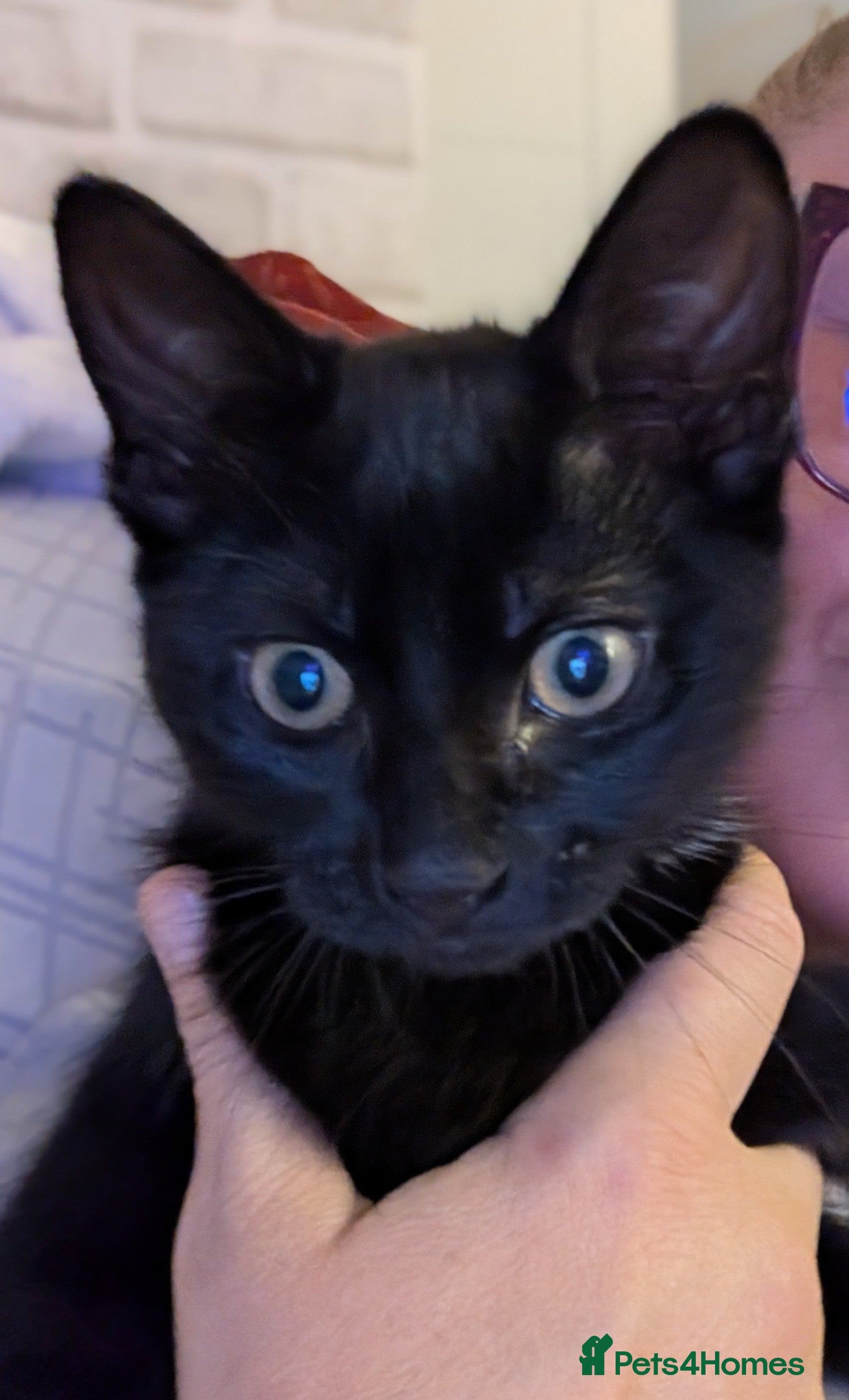 Mixed Breed cats Beautiful black little girl  in Manchester - Advert 1