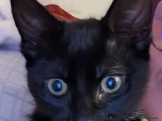 Mixed Breed cats Beautiful black little girl in Manchester - Advert 1