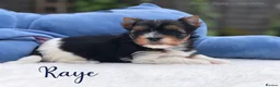 Yorkshire Terrier dogs for sale: Beautiful Litter of Six Biewer Terriers! - Advert 25