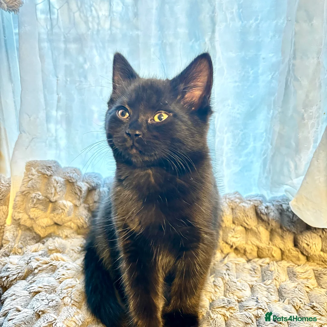 Mixed Breed cats for sale: Fluffy, playful kittens - Advert 3