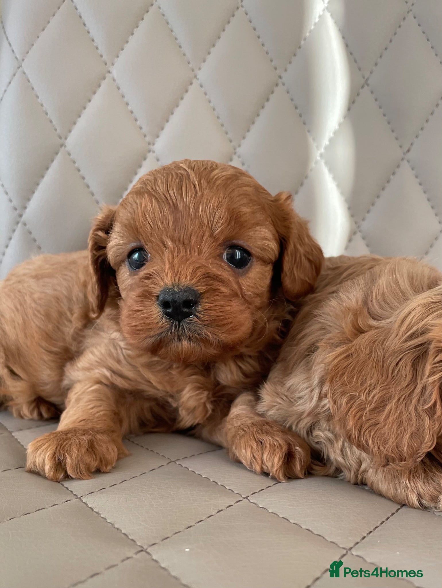 Cavapoo dogs F1Health Tested Cavapoo Puppies  - Advert 8