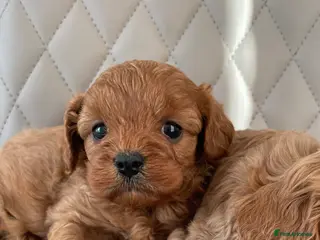 Cavapoo dogs F1Health Tested Cavapoo Puppies - Advert 8