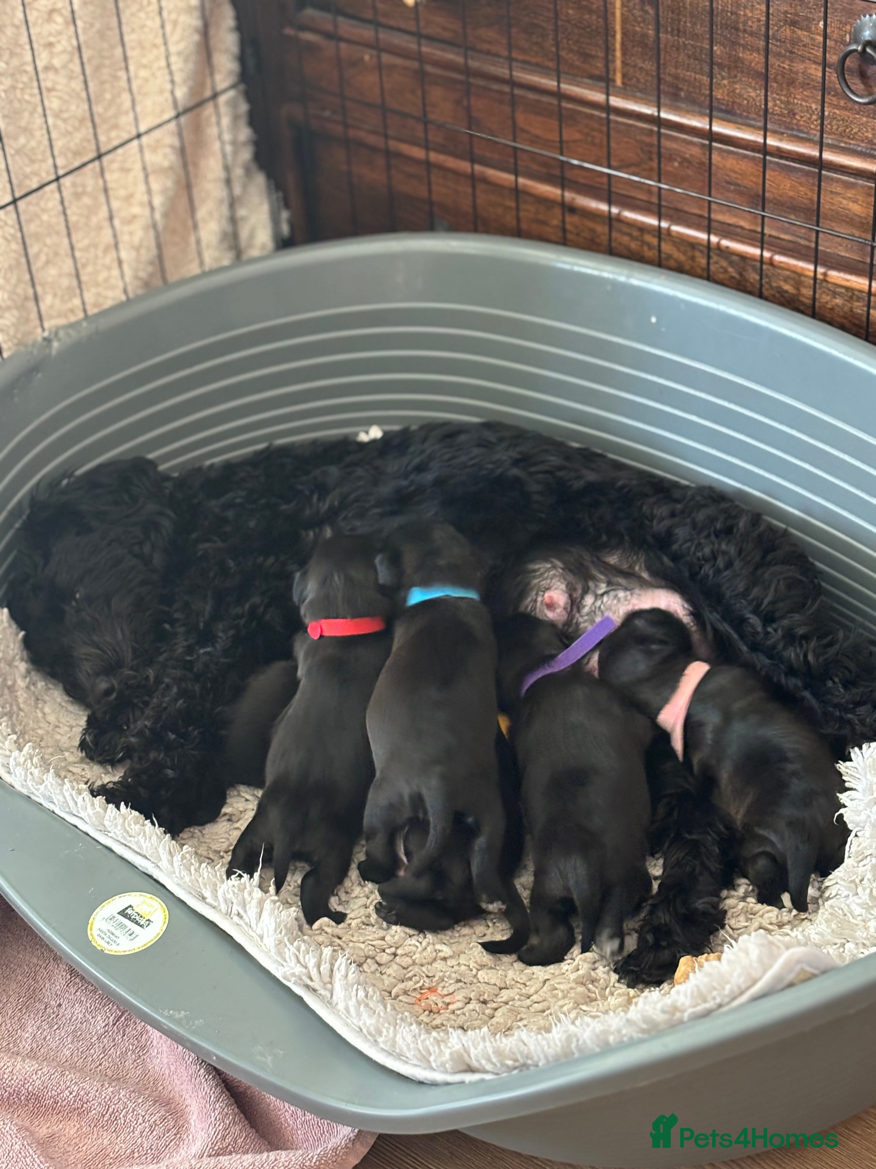 Mixed Breed dogs Gorgeous cockapoo cross staffy pups.  - Advert 1