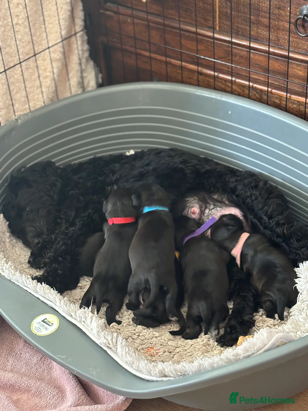 Mixed Breed dogs for sale: Gorgeous cockapoo cross staffy pups.  - Advert 1