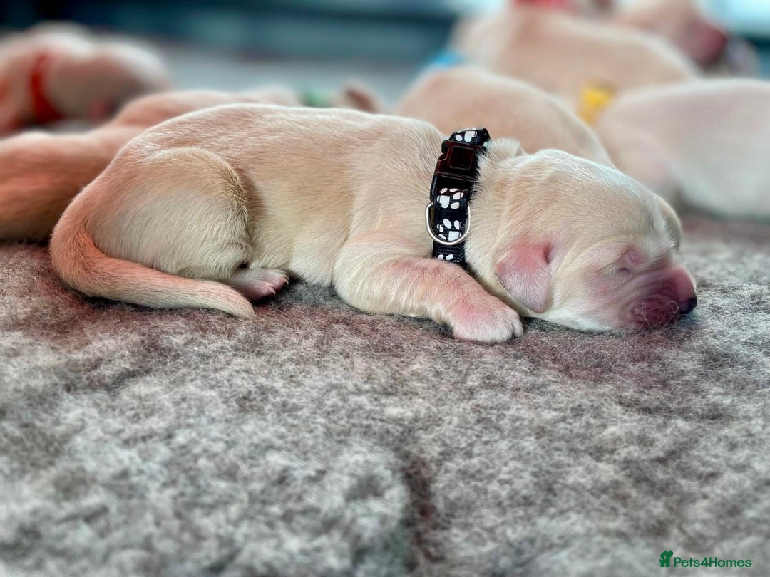 Golden Retriever dogs for sale: Golden Retriever Puppies – Milton Keynes - Advert 4