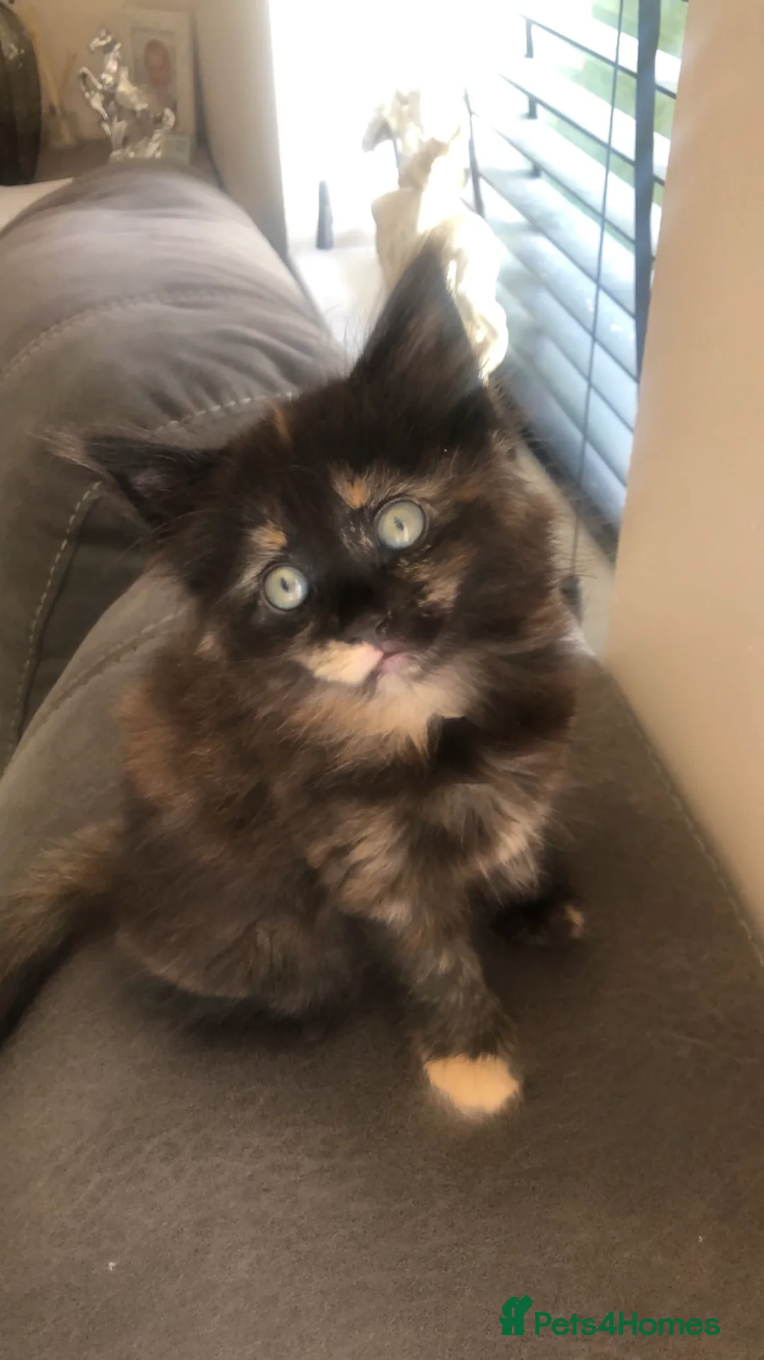 Ragdoll cats for sale: Rag doll x  - Advert 2