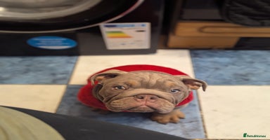 English Bulldog dogs - Advert 3