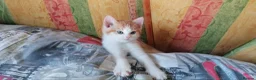 Mixed Breed cats for sale: Adorable Kitten Looking for a Loving Home! - Advert 4