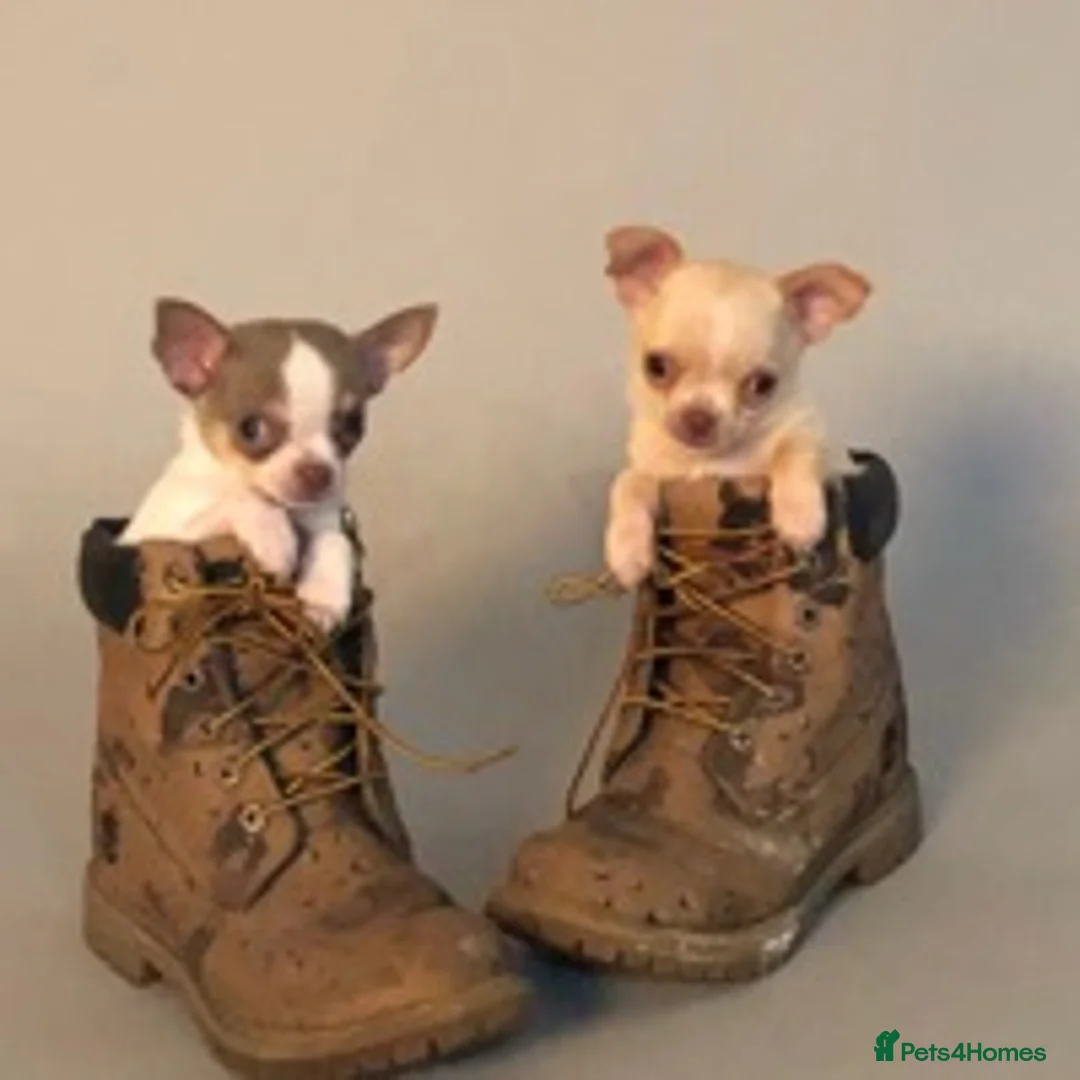 Chihuahua dogs for stud: KC STUD BOYS . STUD ONLY.  in Mansfield - Advert 14