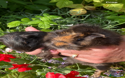 Guinea Pig rodents for sale: 2 gorgeous male Guinea pigs - Image 4