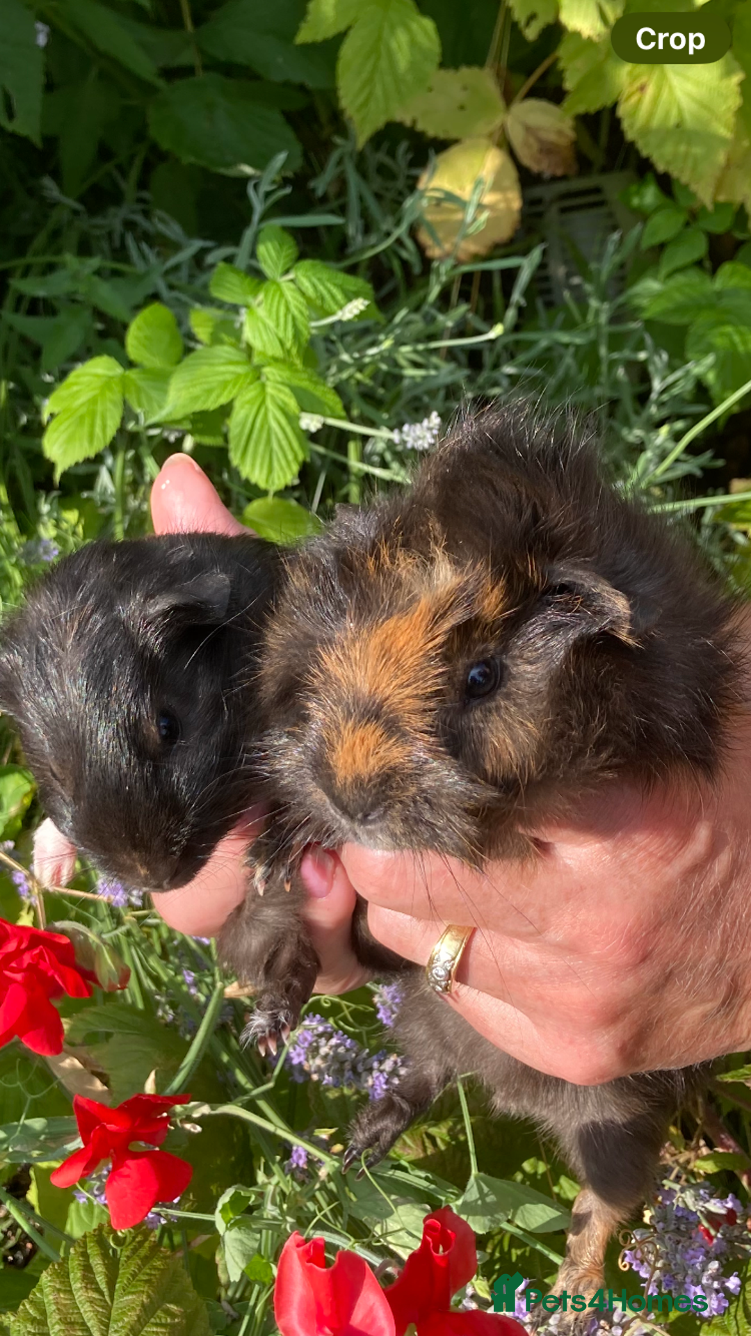 Guinea Pig rodents for sale: 2 gorgeous male Guinea pigs - Image 4