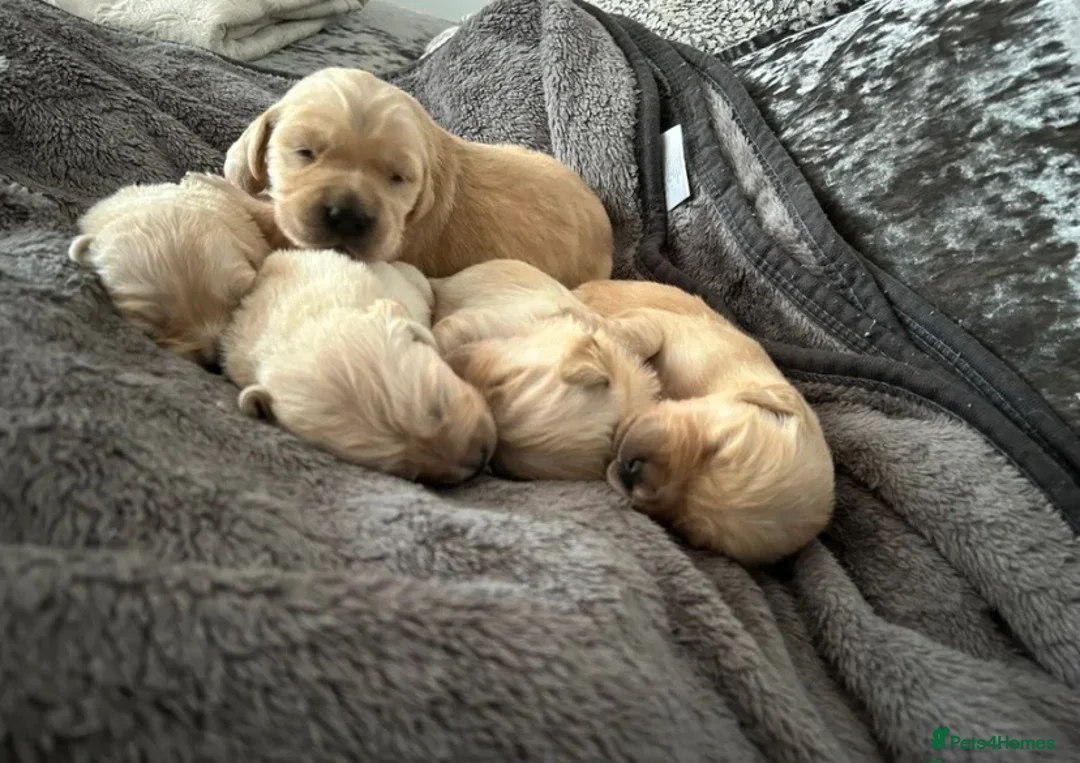 Golden Retriever dogs for sale: Golden Retriever Puppies 🌟🐾-A1 quality pups 💙! in Milton Keynes - Advert 2