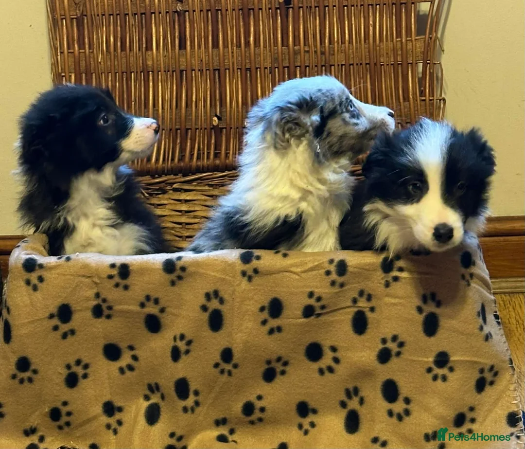 Border Collie dogs for sale: Stunning border collie puppies  - Advert 4
