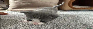 Mixed Breed Kitten 1
