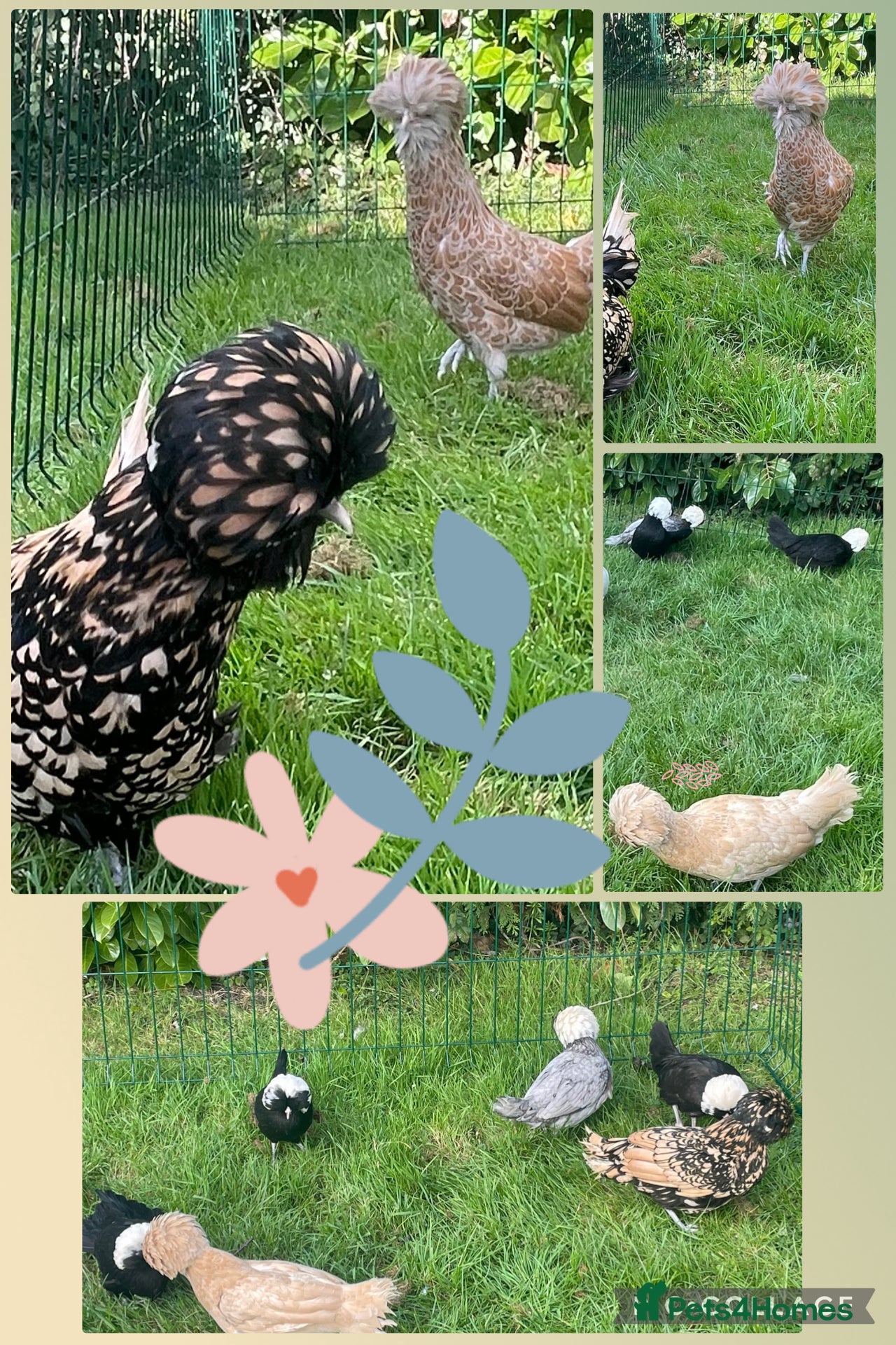 Chickens poultry Polish bantams - Advert 1