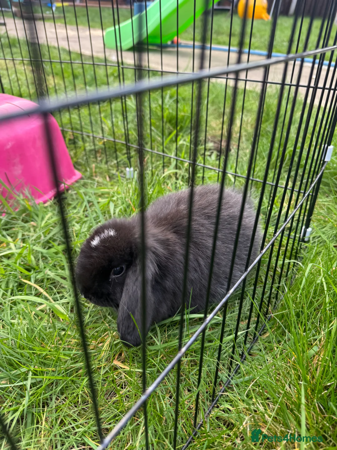 Mini Lop rabbits for sale: Male mini lop baby  - Advert 1