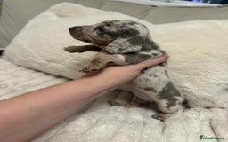 Miniature Dachshund dogs for sale: Miniature dachshunds  - Image 18
